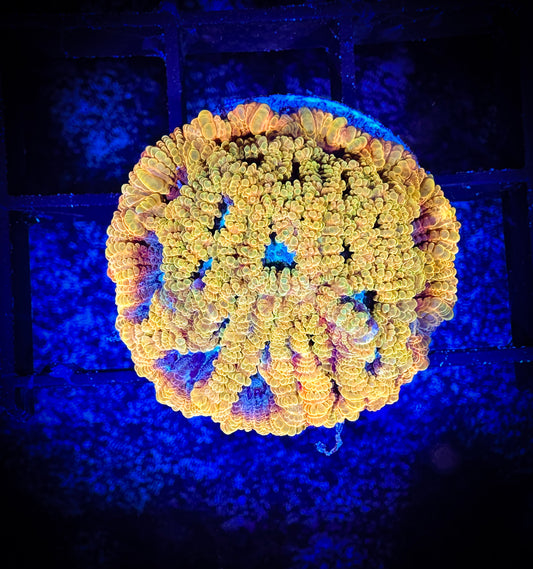 Cali Kid Electric Daisy Favia