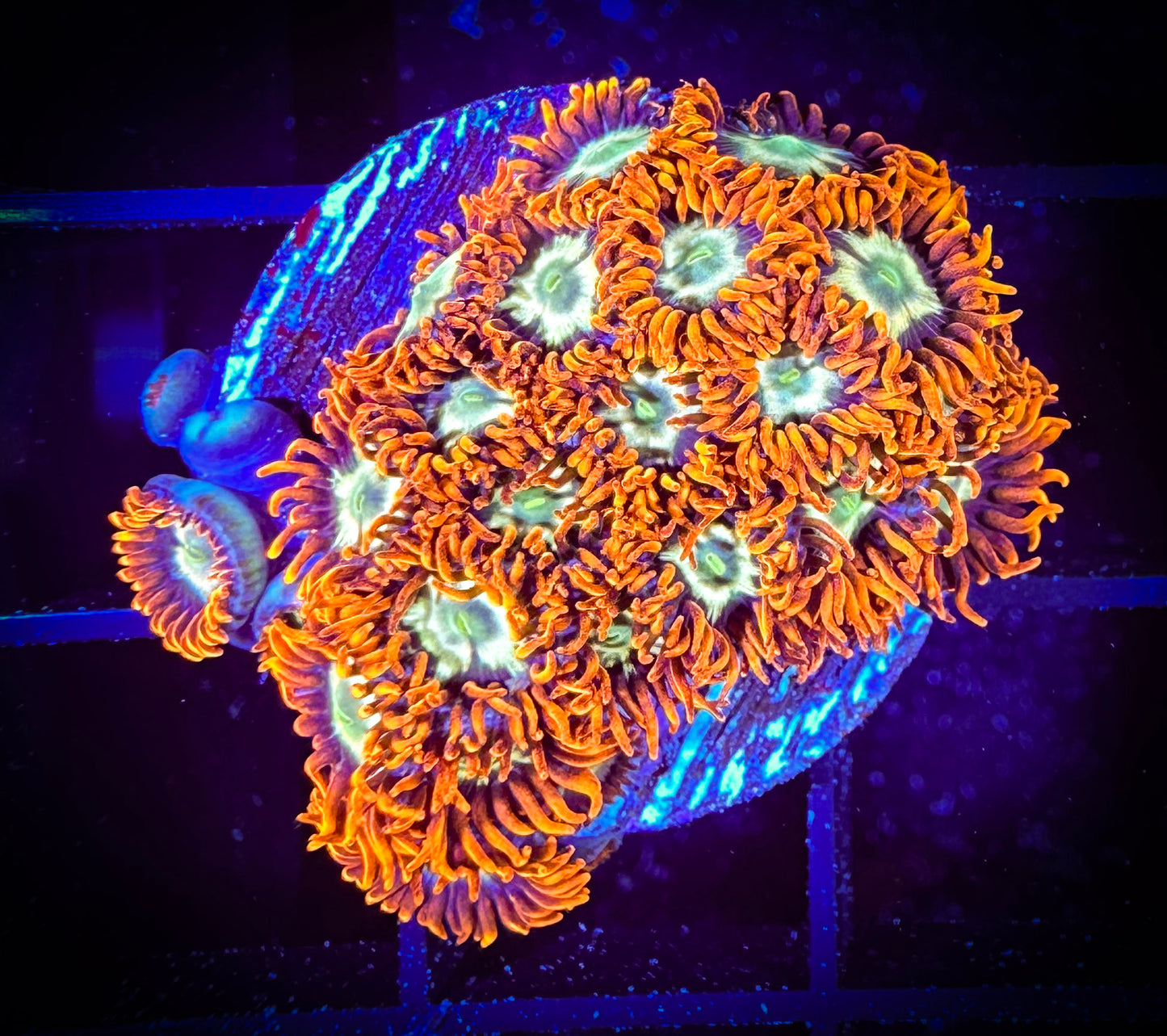 WYSIWYG Firestorm Zoanthids Large Frag 09D1