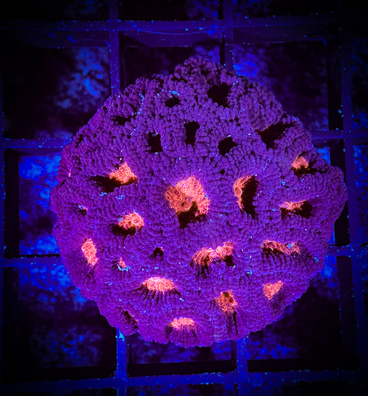 WYSIWYG Red Eyed Favia 09D2