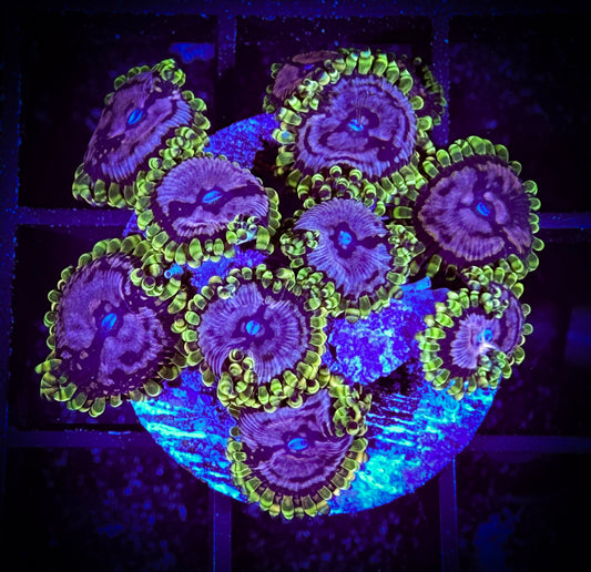 WYSIWYG WWC Purple Monsters Zoanthids 9 Polyps 09D2