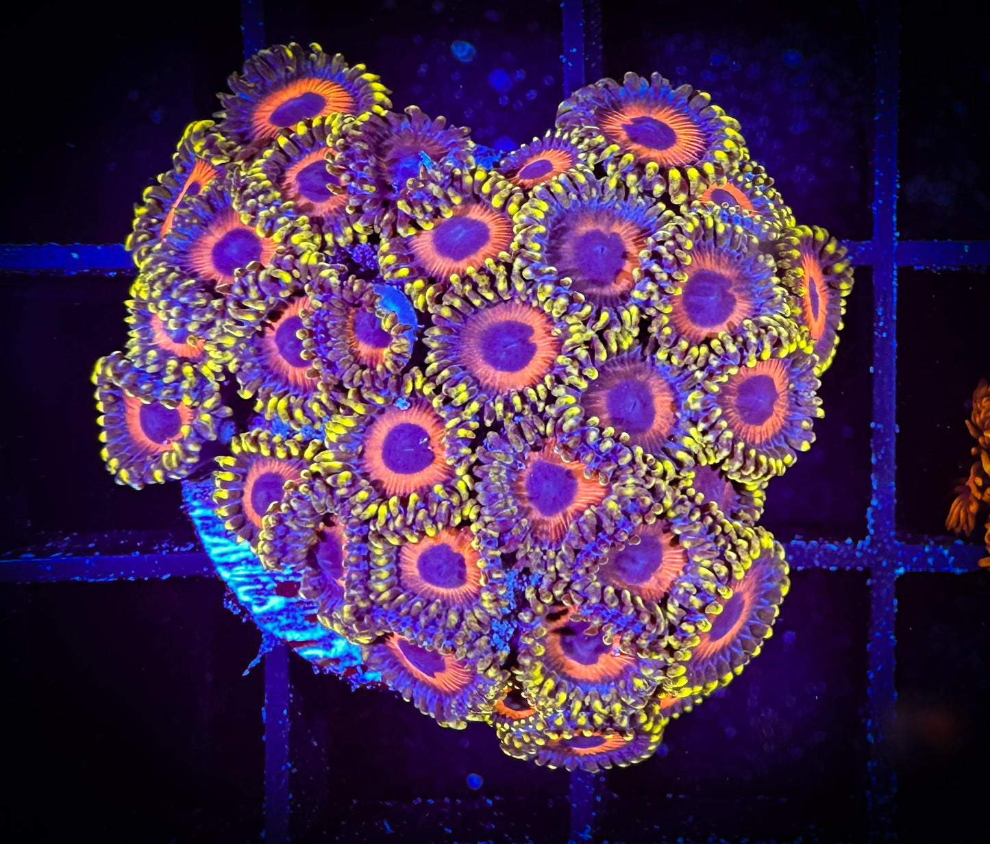 WYSIWYG Eagle Eyes Zoanthids Colony 09D2