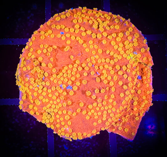 WYSIWYG Starburst Monticap 09D2