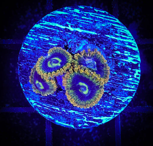 WYSIWYG Yodas Zoanthids 09D3