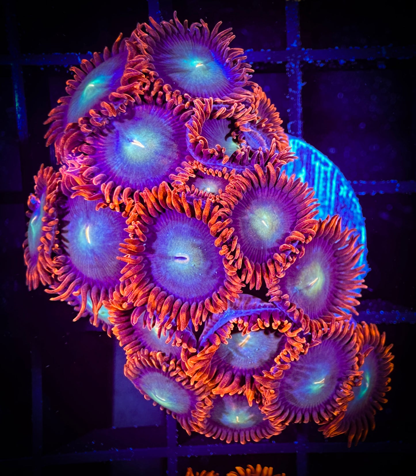 WYSIWYG OG Fire and Ice Zoanthids 09D3