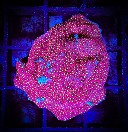 WYSIWYG WWC Electric Daisy Stylocoeniella 09D3