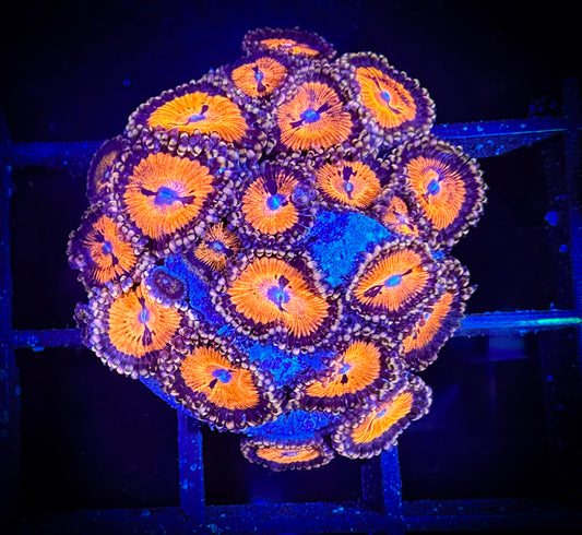 WYSIWYG WWC Bloodsuckers AKA Date Night Zoanthids 02A1