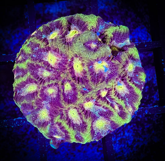 WYSIWYG Allomancy Favities Coral 09D4