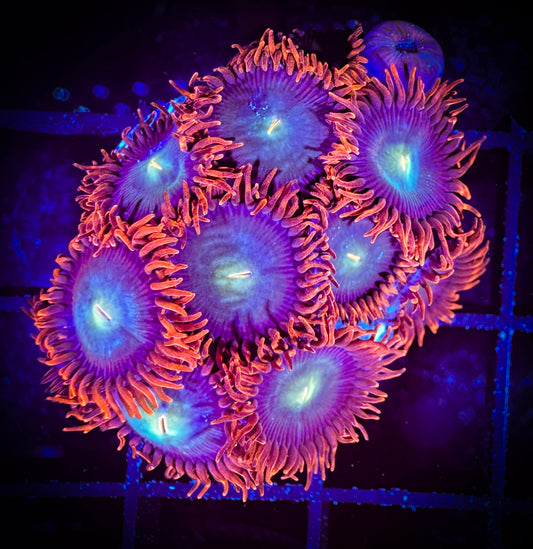 WYSIWYG CB Punk Rockers Zoanthids Large Frag 09E1