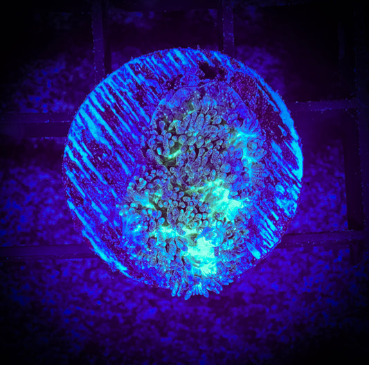 WYSIWYG Luminous Hydnophora Frag 12A4