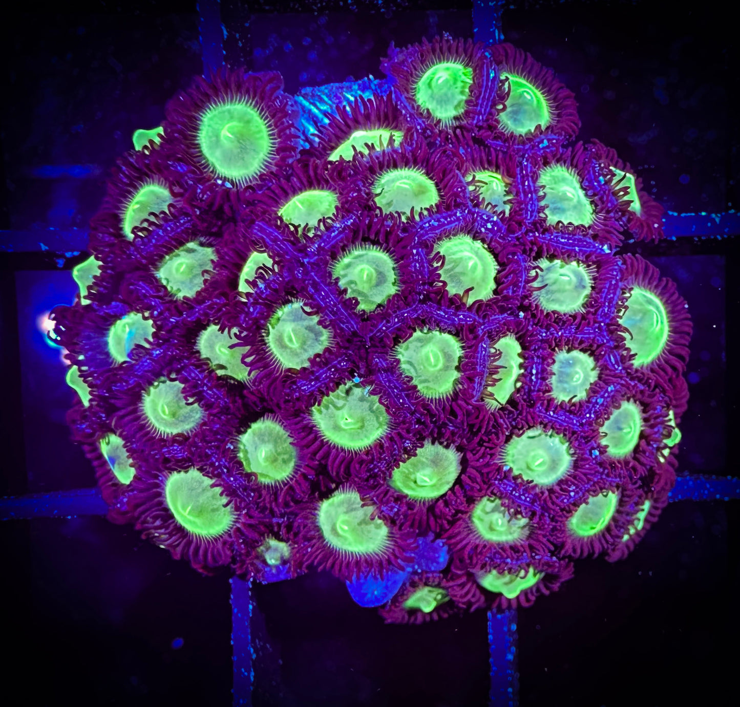 WYSIWYG Mean Greens Zoanthids Colony 09E3