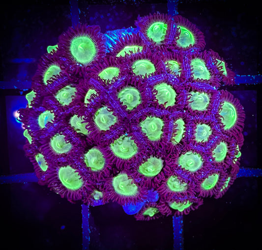 WYSIWYG Mean Greens Zoanthids Colony 09E3