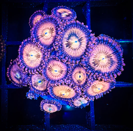 WYSIWYG JF Crybaby Zoanthids Mini Colony 09E3