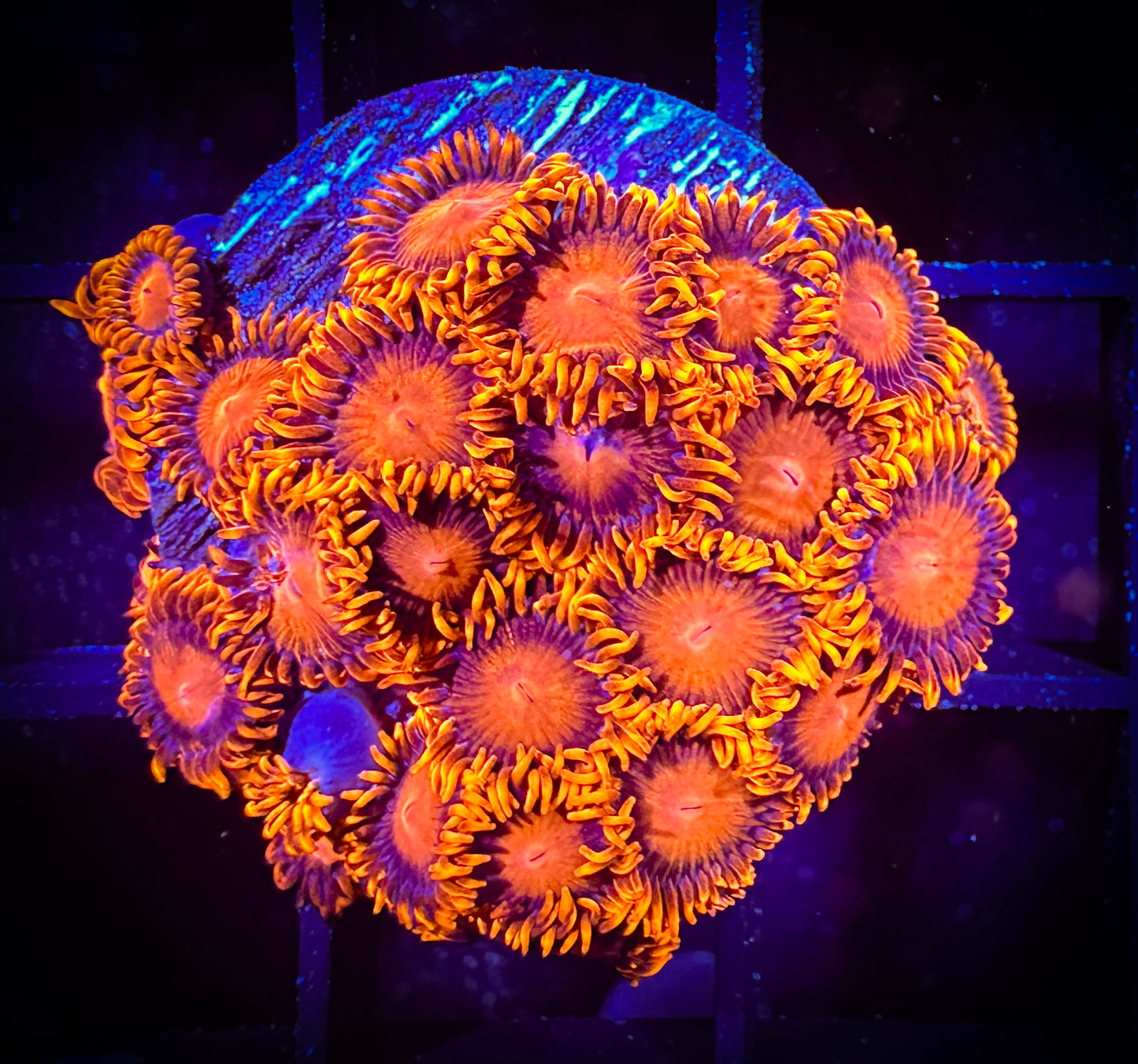 WYSIWYG Bam Bams Zoanthids Large Frag 09E4