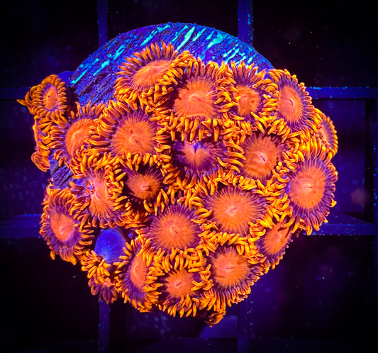 WYSIWYG Bam Bams Zoanthids Large Frag 09E4