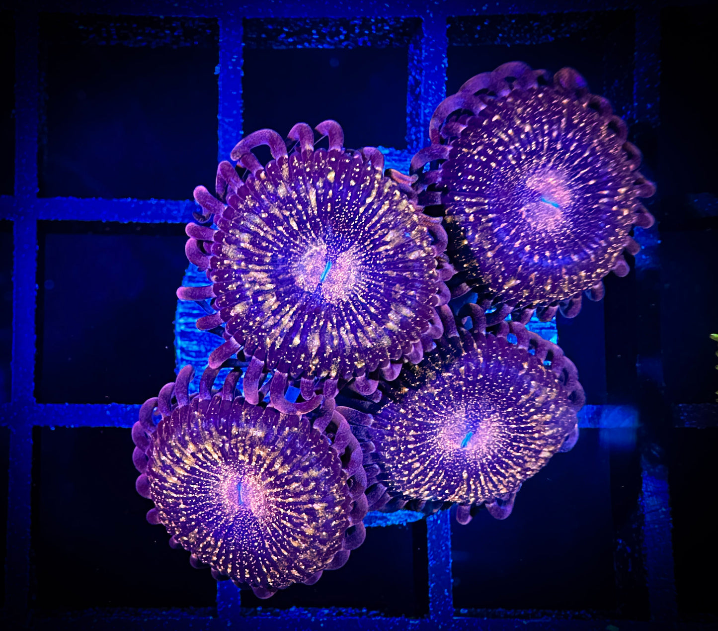 WYSIWYG WWC Pandora Zoanthids 02D3