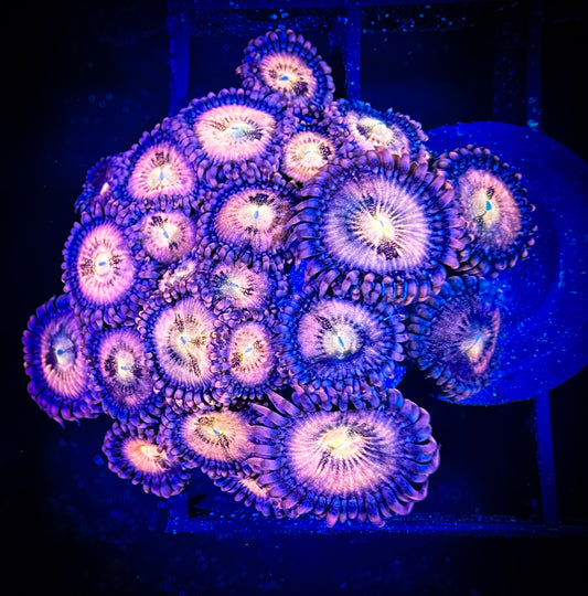 WYSIWYG JF Crybaby Zoanthids Mini Colony 02A2