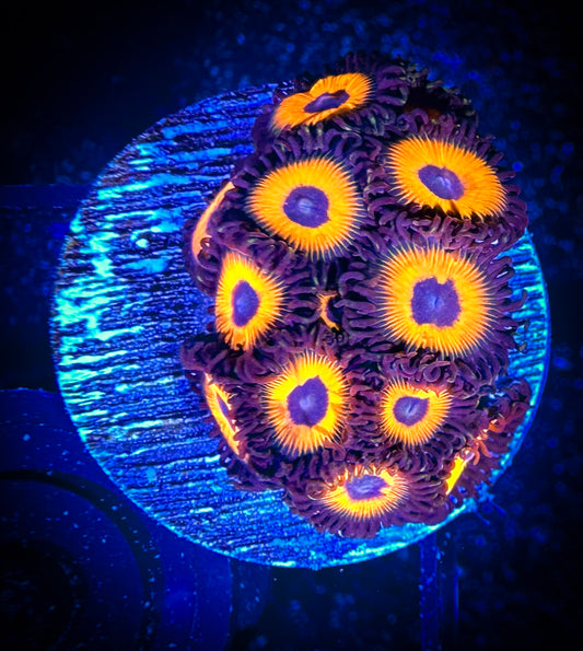 WYSIWYG Johnny Pumpkin Zoanthids 09F1