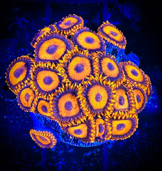 WYSIWYG CB Orange Hornets AKA Oxides Zoanthids Large Frag 01E4