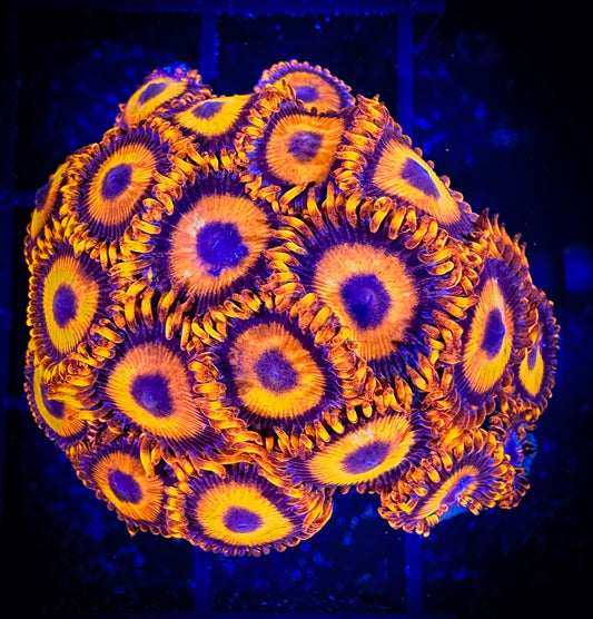 WYSIWYG CB Orange Hornets AKA Oxides Zoanthids Large Frag 09F2