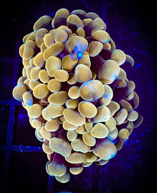 WYSIWYG Gold Branching Hammer Coral 2 heads 09F2