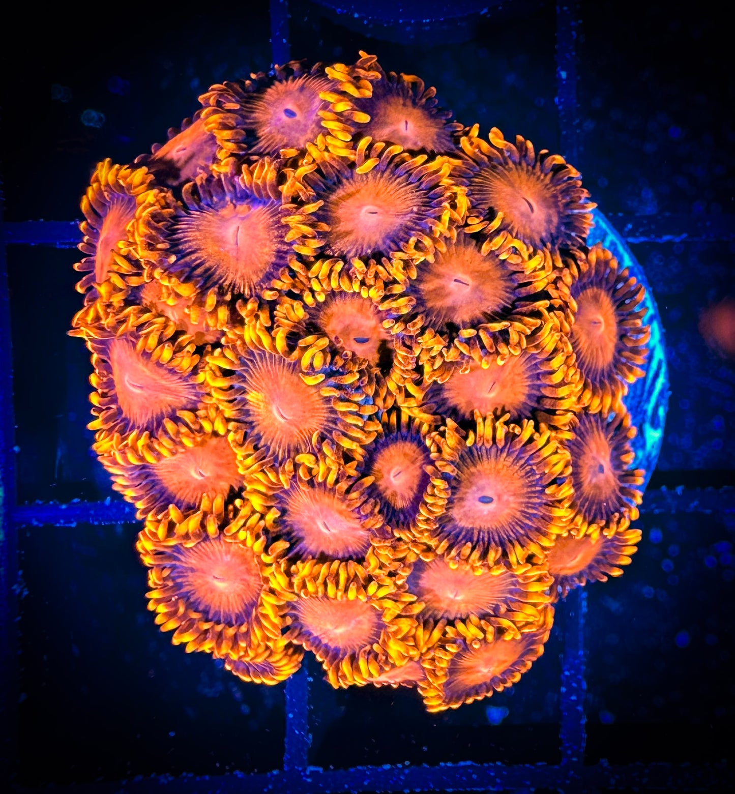 WYSIWYG Bam Bams Zoanthids Colony 09F2