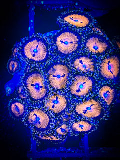 WYSIWYG WWC Bloodsuckers AKA Date Night Zoanthids 02B1