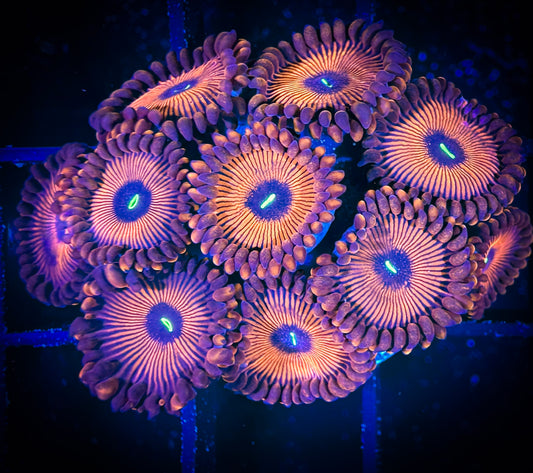 WYSIWYG Salty Amigos Zoanthids Large Frag 09F3