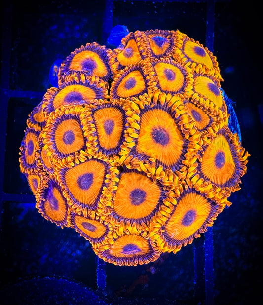 WYSIWYG CB Orange Hornets AKA Oxides Zoanthids Large Frag 09F3
