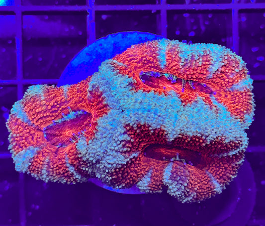 WYSIWYG Ultra Acan (Micromussa)