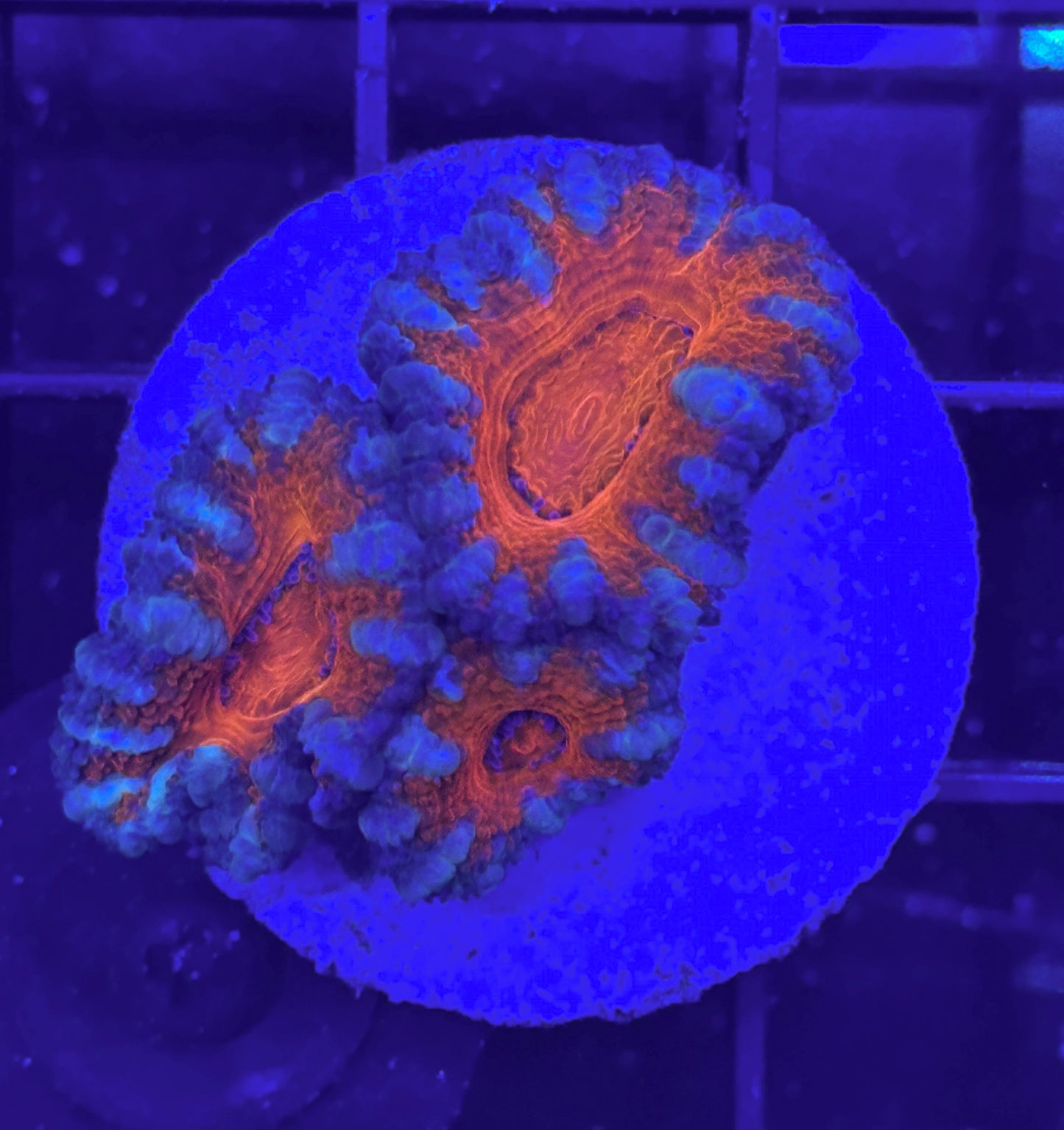 WYSIWYG Ultra Acan (Micromussa)