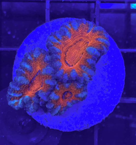 WYSIWYG Ultra Acan (Micromussa)