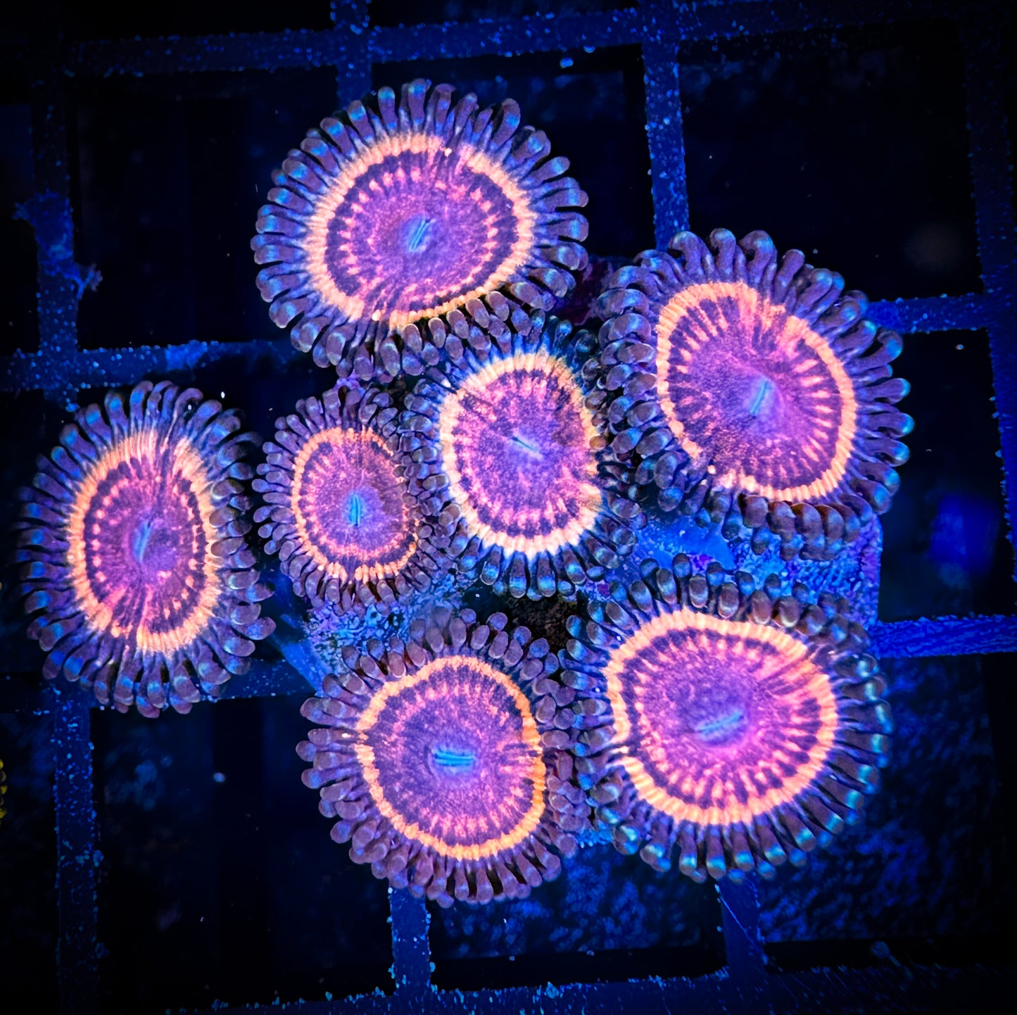 WYSIWYG CC Bloodsuckers Zoanthids Frag 01C2