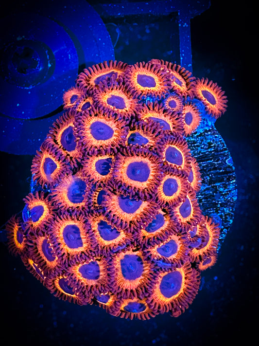 WYSIWYG Keds Reds Large Frag 02E1