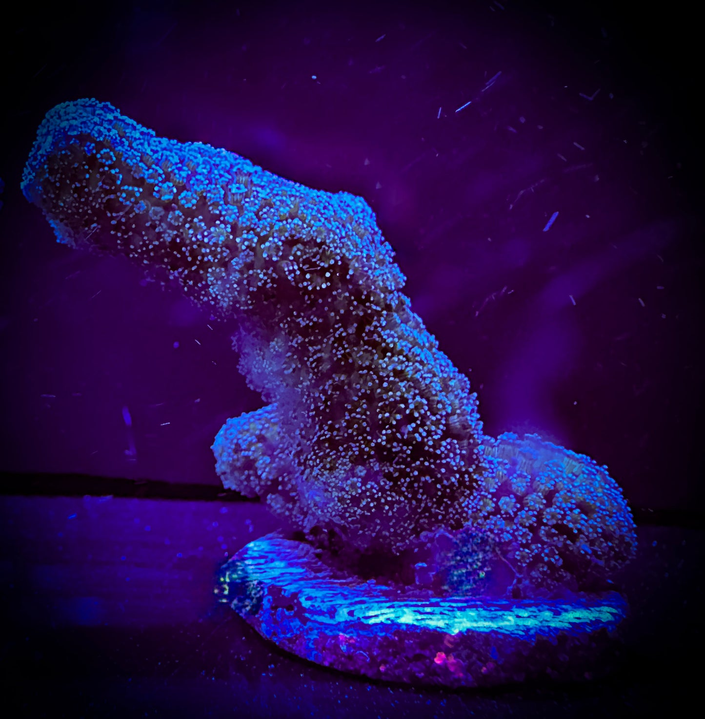 Purple Stylo