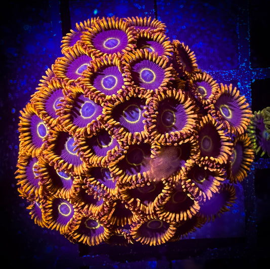 WYSIWYG Rainbow Hornets Zoanthids Colony 10A3
