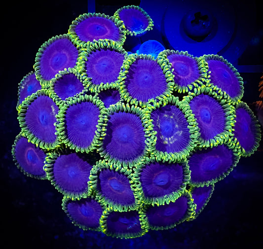 WYSIWYG Jokers Zoanthids Colony 10A4