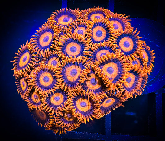 WYSIWYG CB Orange Hornets AKA Oxides Zoanthids Colony 10B1