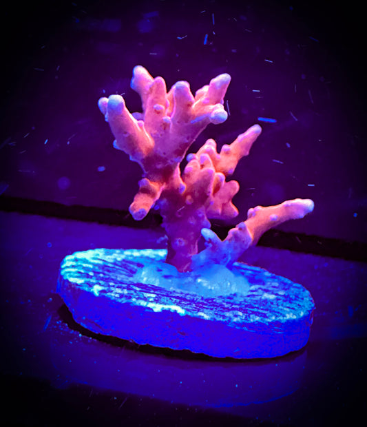 WYSIWYG Red TNT Anacropora Forbesi 10B1