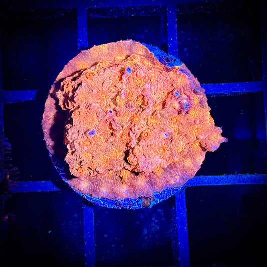 WYSIWYG Solar Flare Cyphastrea 12F2
