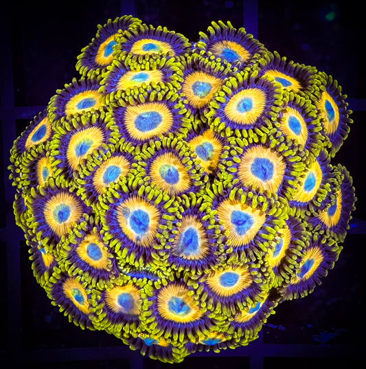 WYSIWYG Scrambled Eggs Zoanthids Colony 10B2