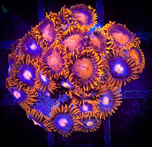 WYSIWYG Bam Bam and Pink Eye Combo 10B2