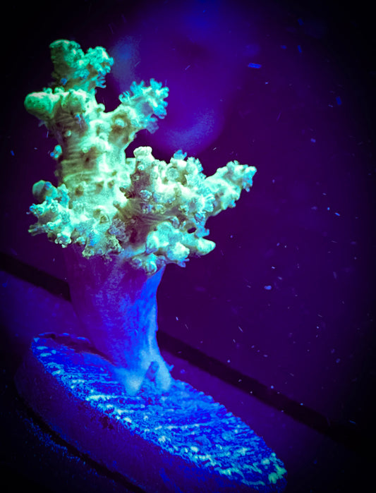 WYSIWYG Green Nepthea 10B2