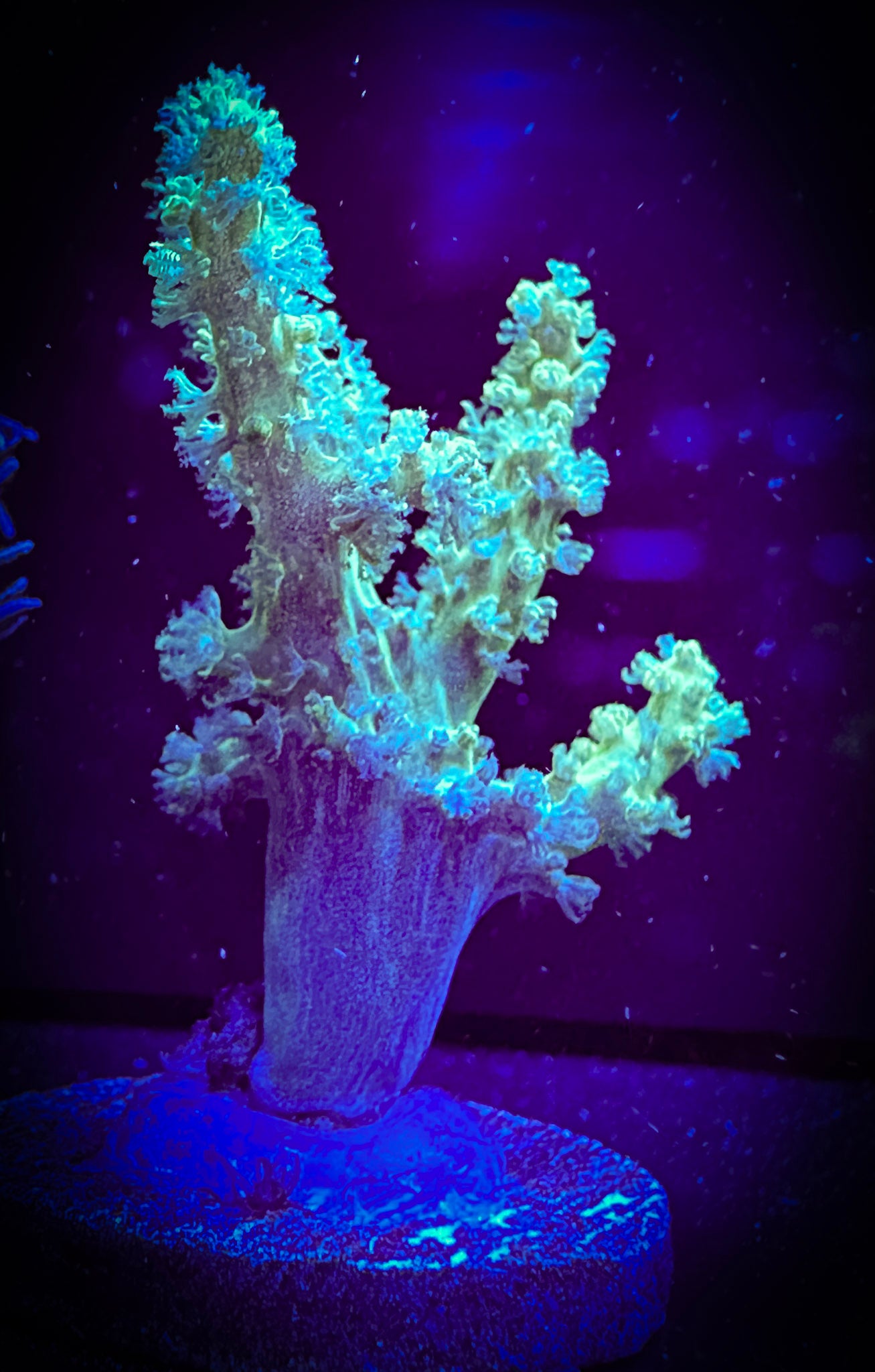 WYSIWYG Green Nepthea 10B3