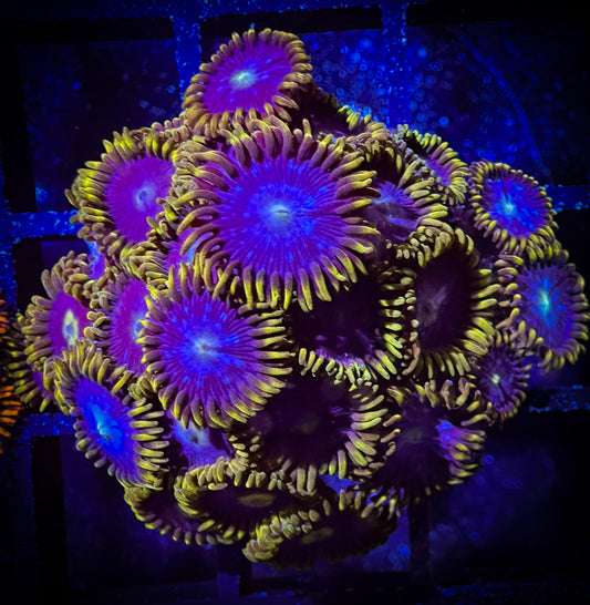 WYSIWYG Blue Horizons and Blueberry Fields Combo 10B3