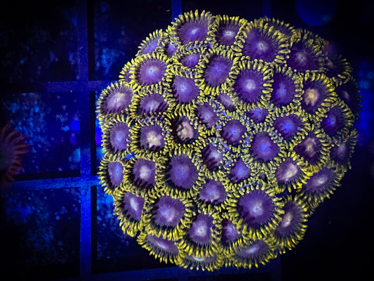 WYSIWYG Evil Mel's Green Skirt Zoanthids Large Frag 10B4