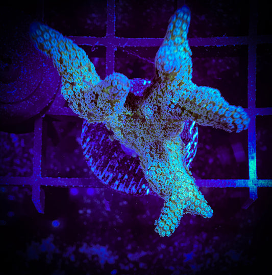 WYSIWYG Lazy's Blue Zing Birdsnest 10B4