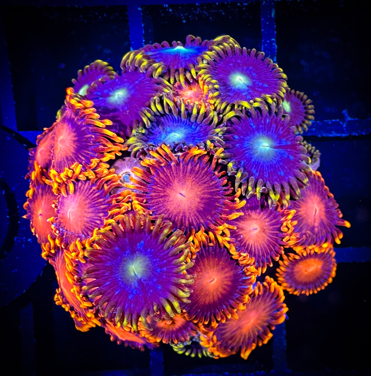 WYSIWYG Blue Horizons Zoa and Bam Bams Combo 10B4