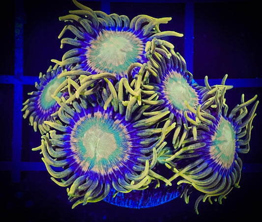 WYSIWYG Red Ring Radioactive Dragon Eye Zoanthids 02B2