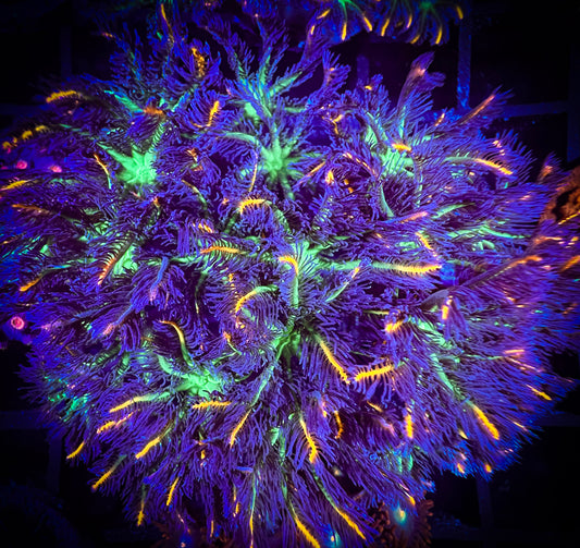 WYSIWYG Fireworks Clove Polyps Large Frag 10C2