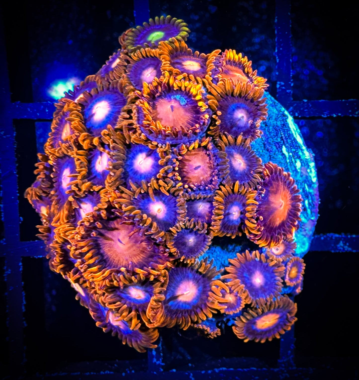 WYSIWYG Bam Bam and Pink Eye Combo 10C2